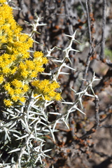 Tetradymia nuttallii