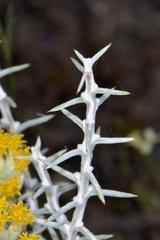 Tetradymia nuttallii