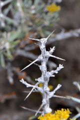 Tetradymia nuttallii
