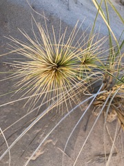 Spinifex longifolius