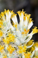 Tetradymia nuttallii