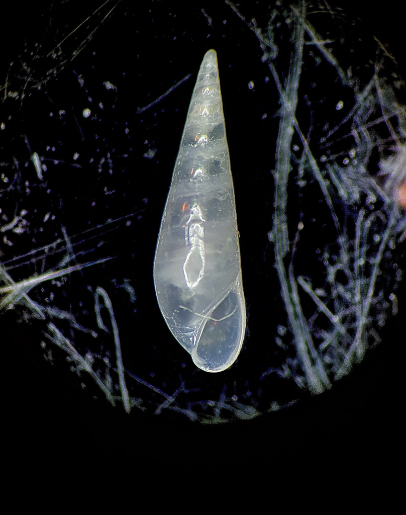 Melanella amblytera