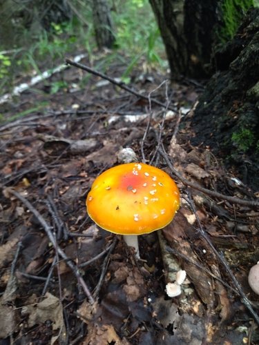 Amanita muscaria — (c) relew, some rights reserved (CC BY)