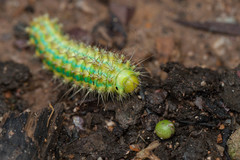 Saturnia pyretorum