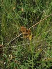 Carex unilateralis