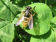 Temnostoma vespiforme