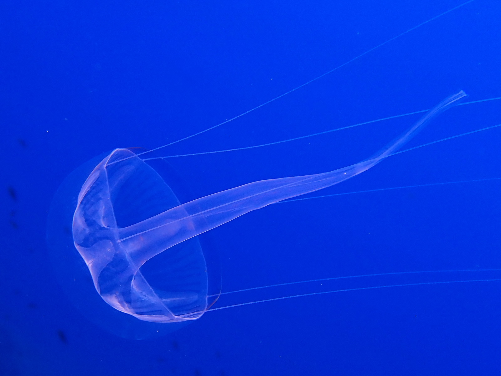 Geryonia proboscidalis (Forsskål, 1775)