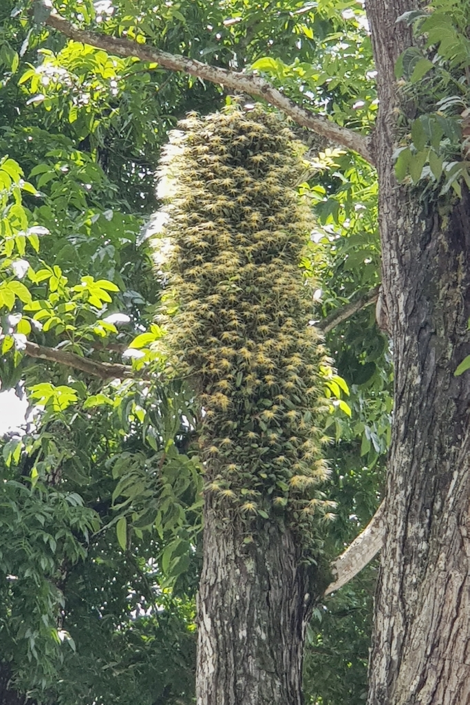 Bulbophyllum vaginatum 'Purple Form'