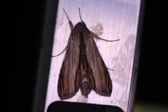 Cucullia convexipennis