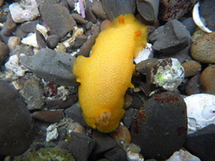 Doriopsilla albopunctata