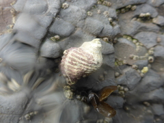 Acanthinucella