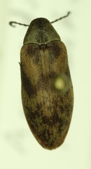 Araeopidius monachus