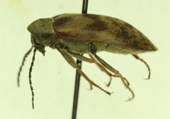 Araeopidius monachus