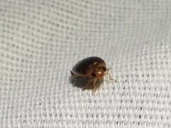 Laccophilus proximus