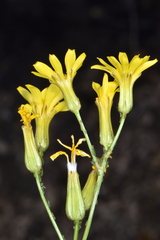 Crepis acuminata