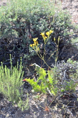 Crepis acuminata