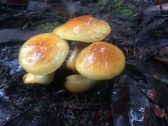 Cortinarius sinapicolor