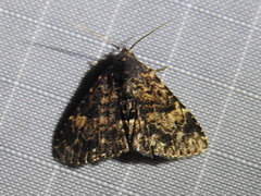 Metalectra diabolica