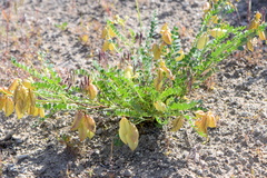 Astragalus oophorus