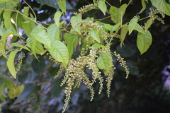 Brunnichia ovata