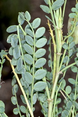 Astragalus oophorus