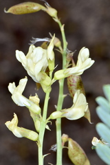 Astragalus oophorus