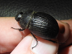Phyllophaga cribrosa