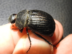 Phyllophaga cribrosa