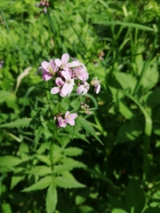 Cardamine macrophylla
