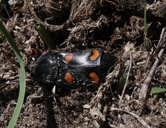 Nicrophorus carolina