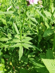 Cardamine macrophylla