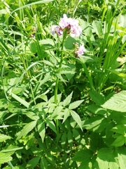 Cardamine macrophylla