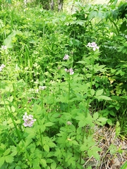 Cardamine macrophylla