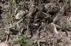 Nicrophorus carolina
