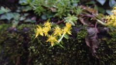 Sedum mexicanum