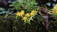 Sedum mexicanum