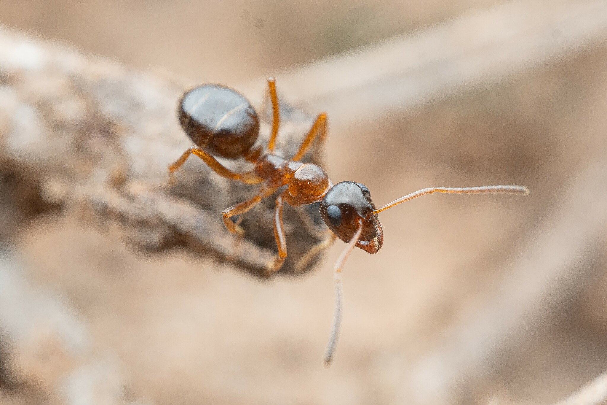 Formica limata