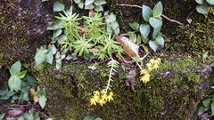 Sedum mexicanum