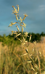 Silene chlorantha