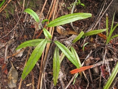 Corokia buddleioides buddleioides