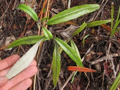 Corokia buddleioides buddleioides