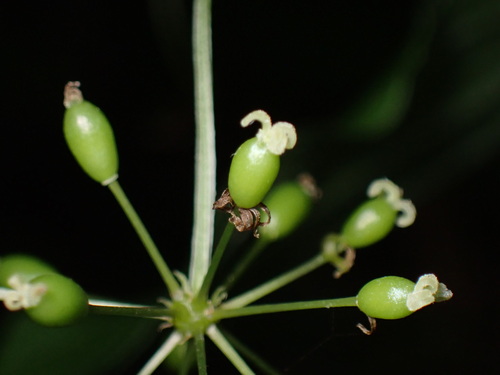 Image of Smilax riparia by (c) W Rao, some rights reserved (CC BY)