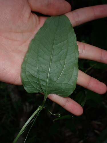 Image of Smilax riparia by (c) W Rao, some rights reserved (CC BY)
