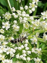 Leptura annularis