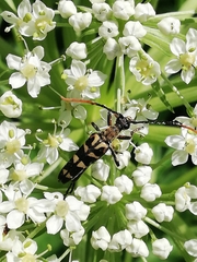 Leptura annularis