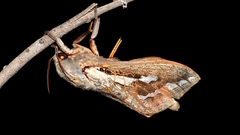 Abantiades mcquillani