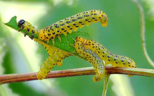 Pristiphora geniculata (Hartig, 1840)