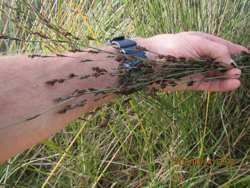 Apodasmia similis (Apodasmia similis)