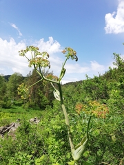 Ferula songarica