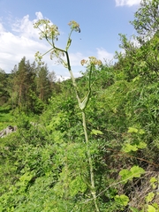 Ferula songarica